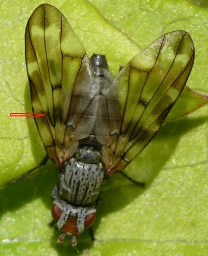 Otites guttata